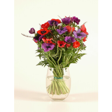 Anemone coronarias bouq