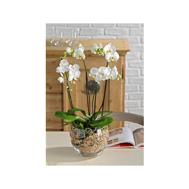 Orchid plant