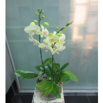 3 Stems Orchid Plant
