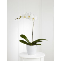 Orchid plant