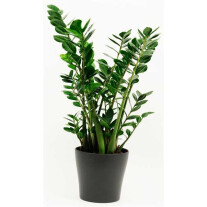 Zamioculcas