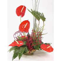 Red Anthurium ARR