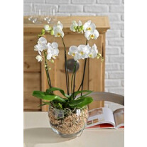 Orchid plant