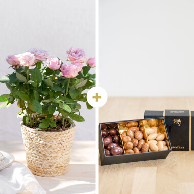 Rosier et ses chocolats - Rose plant