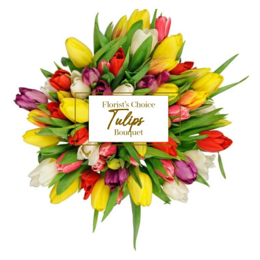 Tulipa