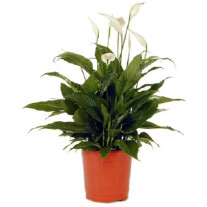Spathiphyllum