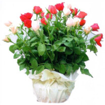 Basket of roses
