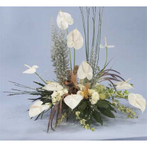 Anthurium