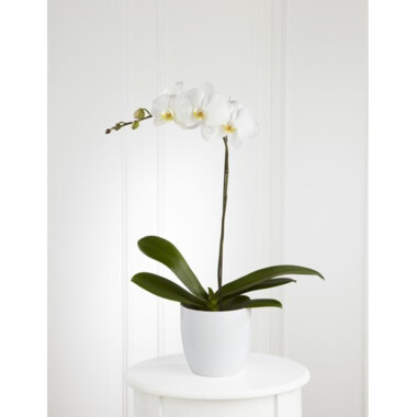 Orchid plant