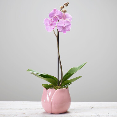 Single Plant