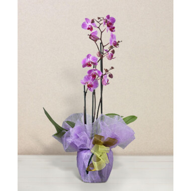 Pink phalaenopsis orchid
