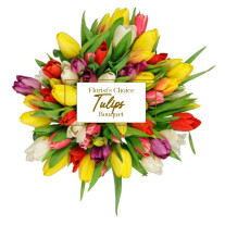 Tulipa