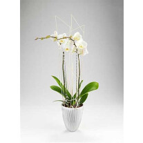 Orchid