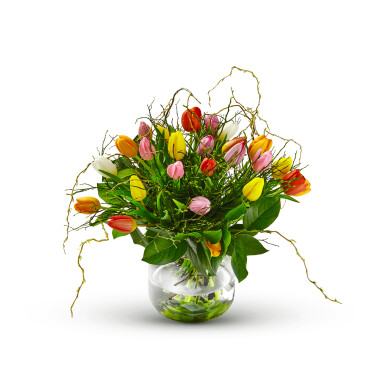 Multi Tulipa