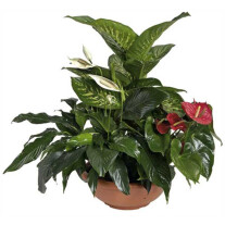 Arrangement of Plants