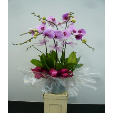 5 Stems Orchid Plant